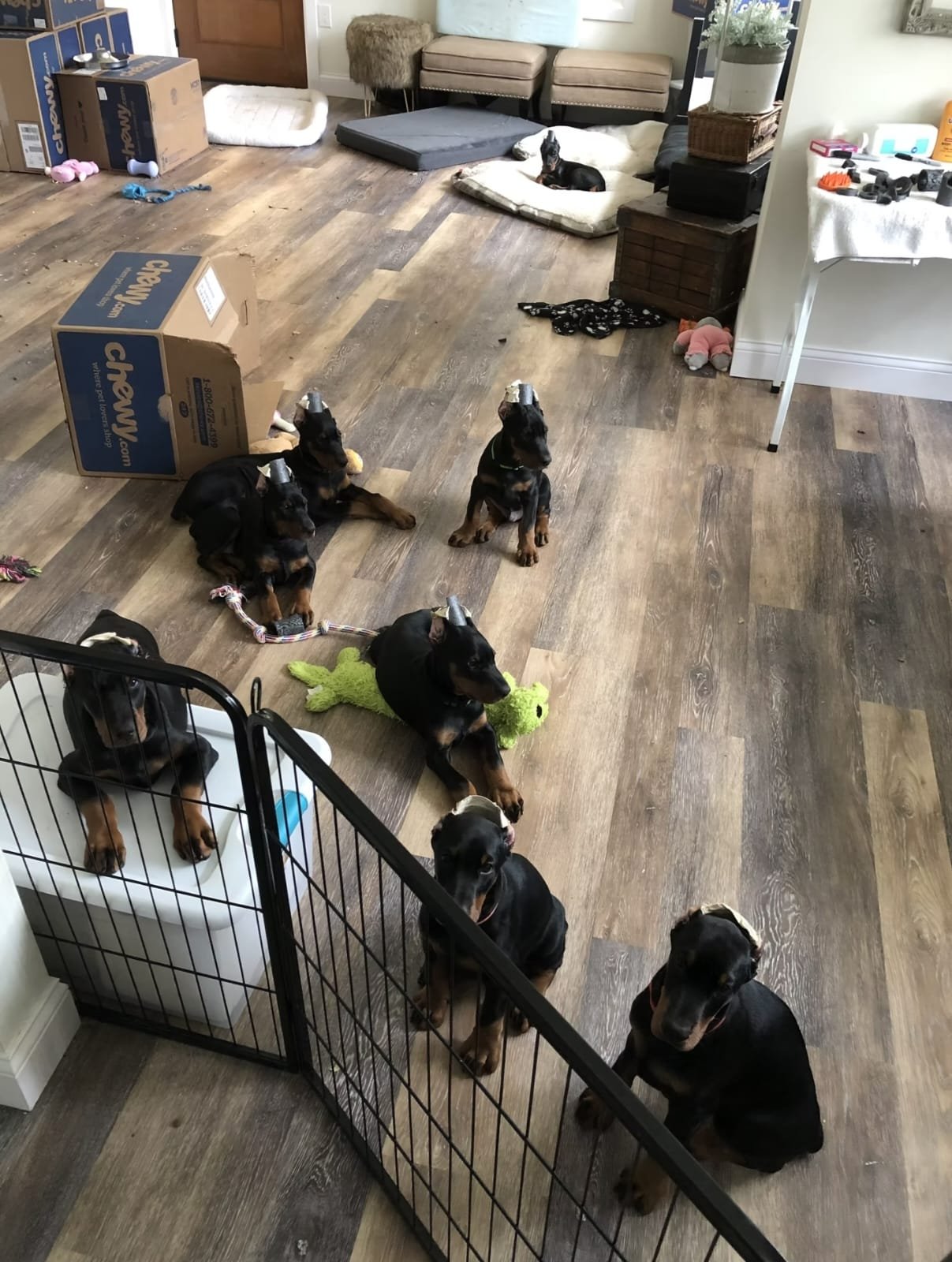 Available Doberman puppy