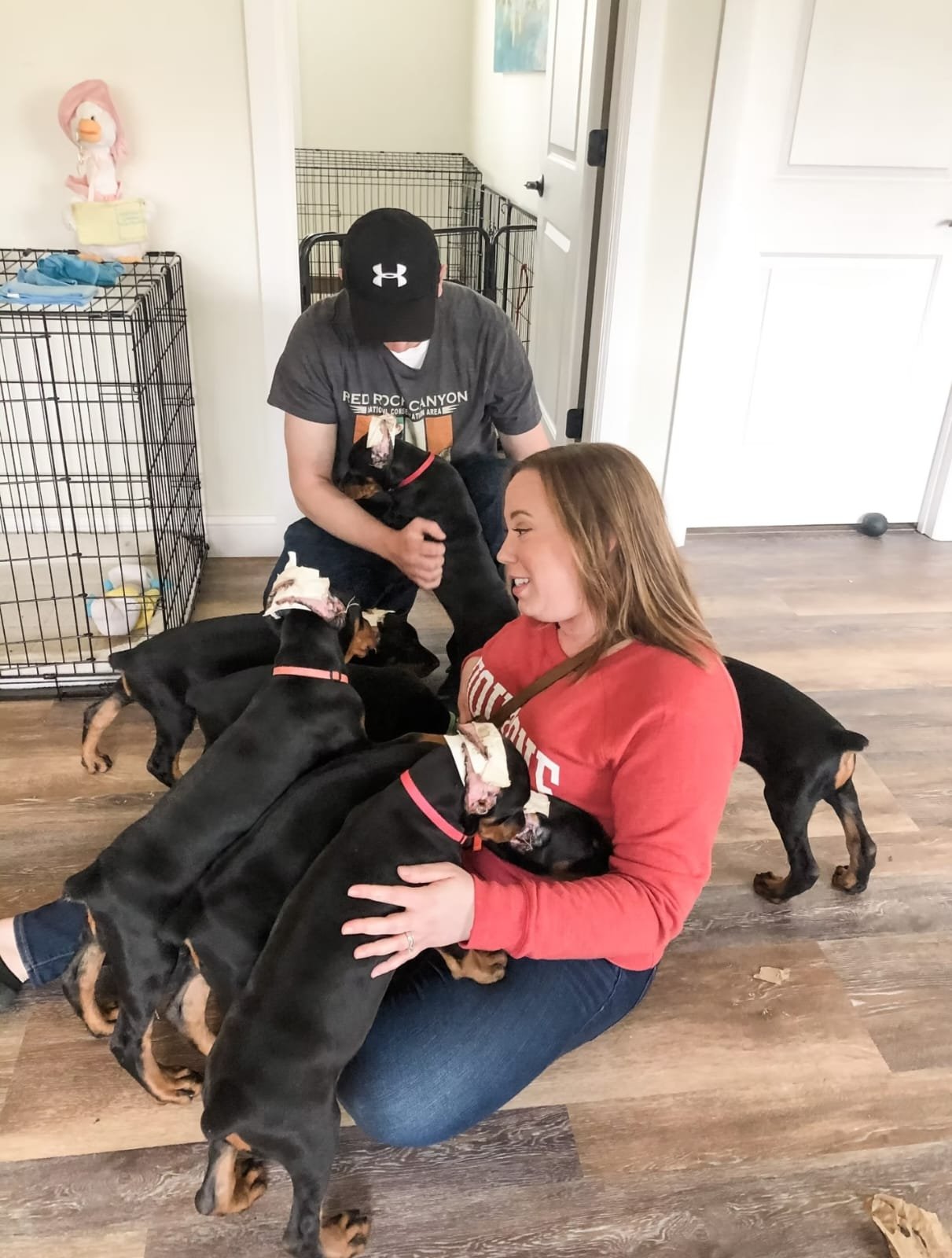 Doberman puppy early socialization