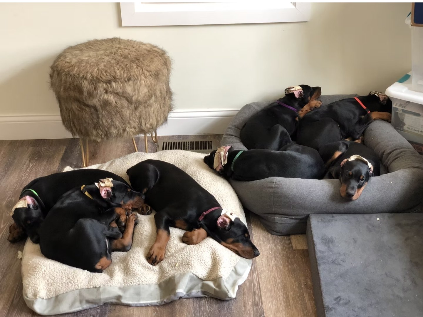 Healthy Doberman Pinscher puppy