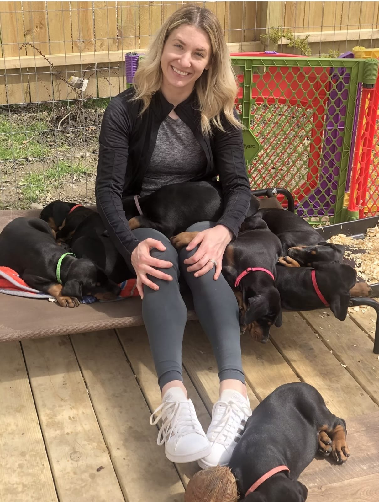 Family raised Doberman puppy