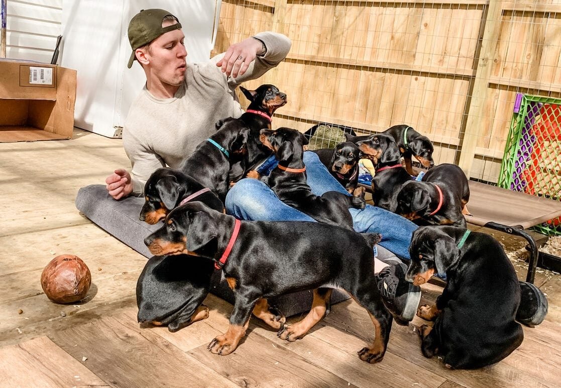 Dobermans at Trek Family Dobermans