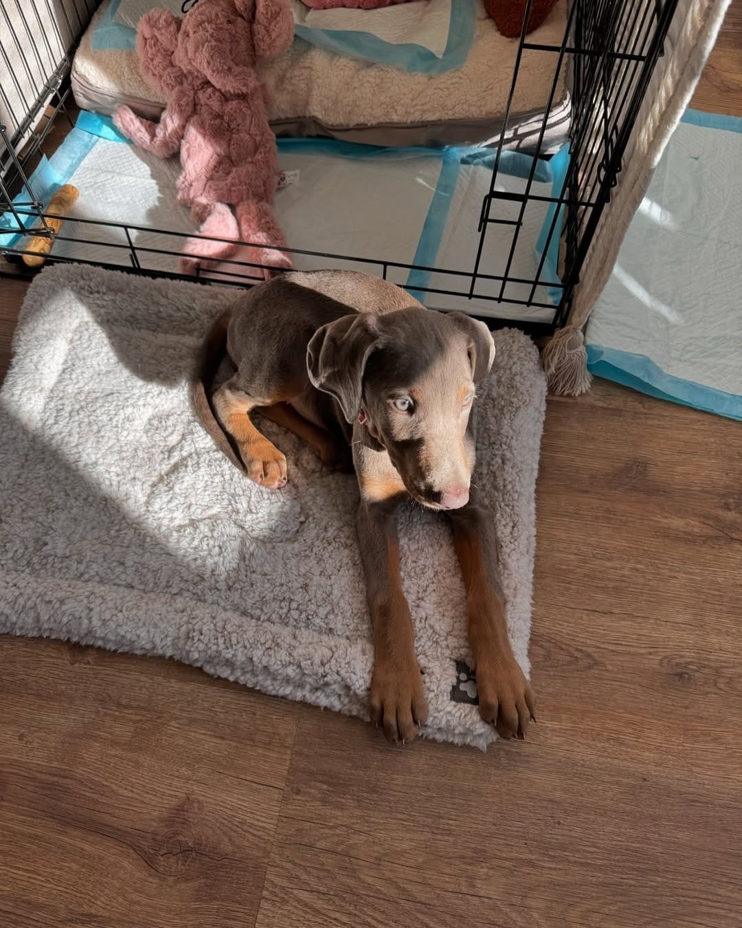 Kiara available female Doberman puppy