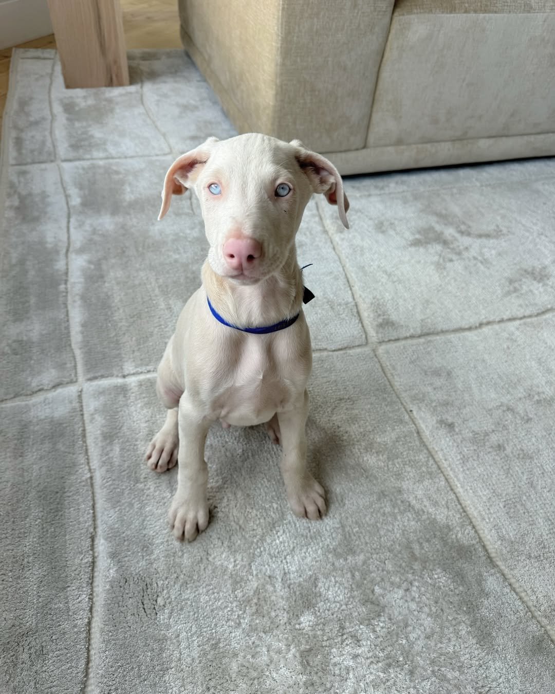 Carly available female Doberman puppy