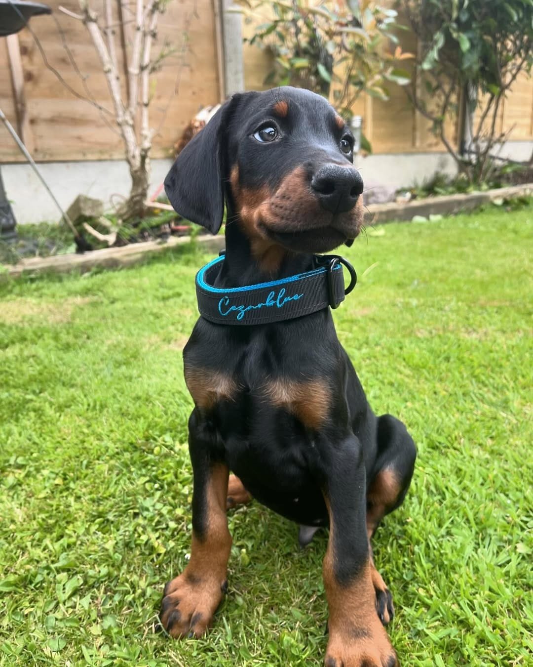 Gunner available male Doberman puppy