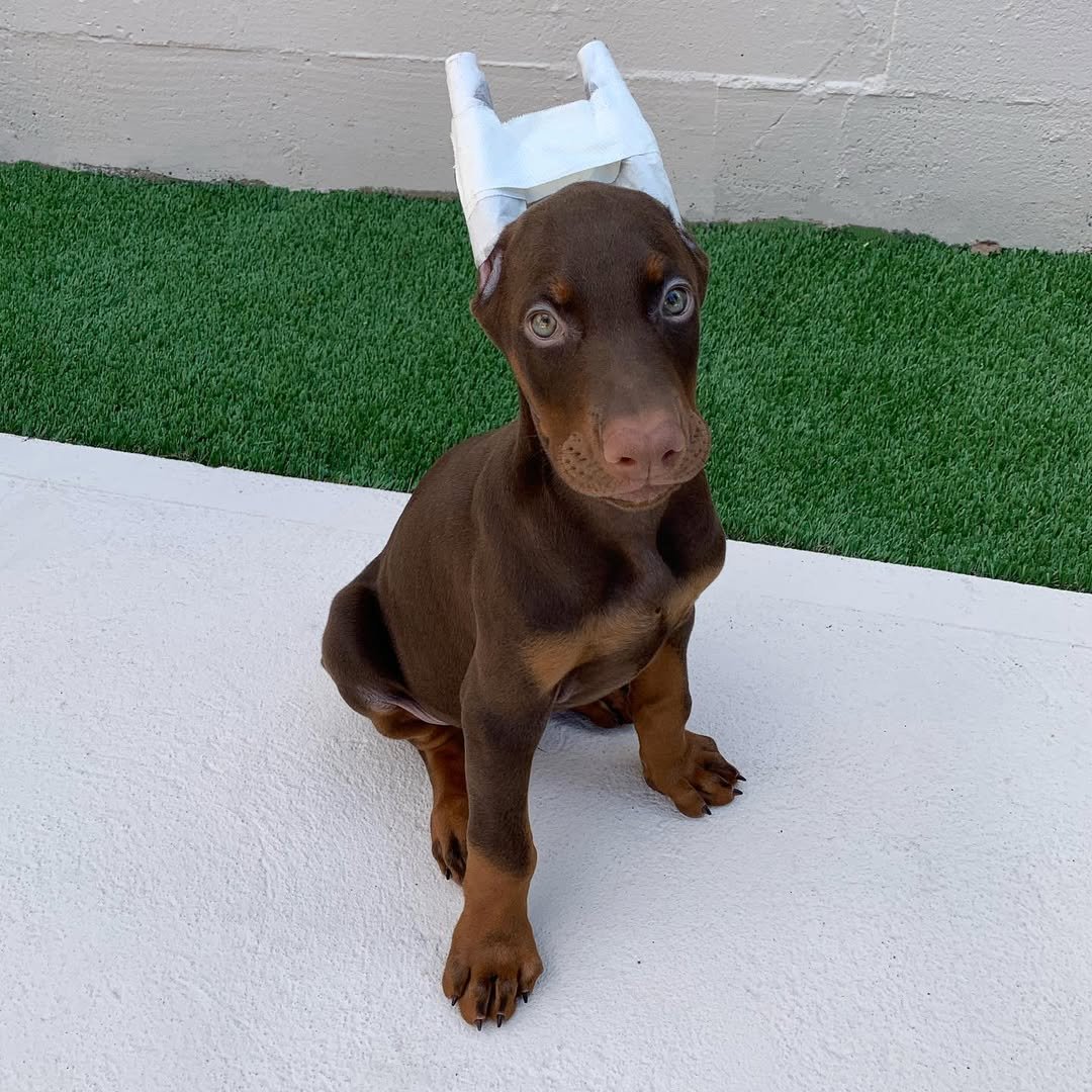 Kyon available male Doberman puppy