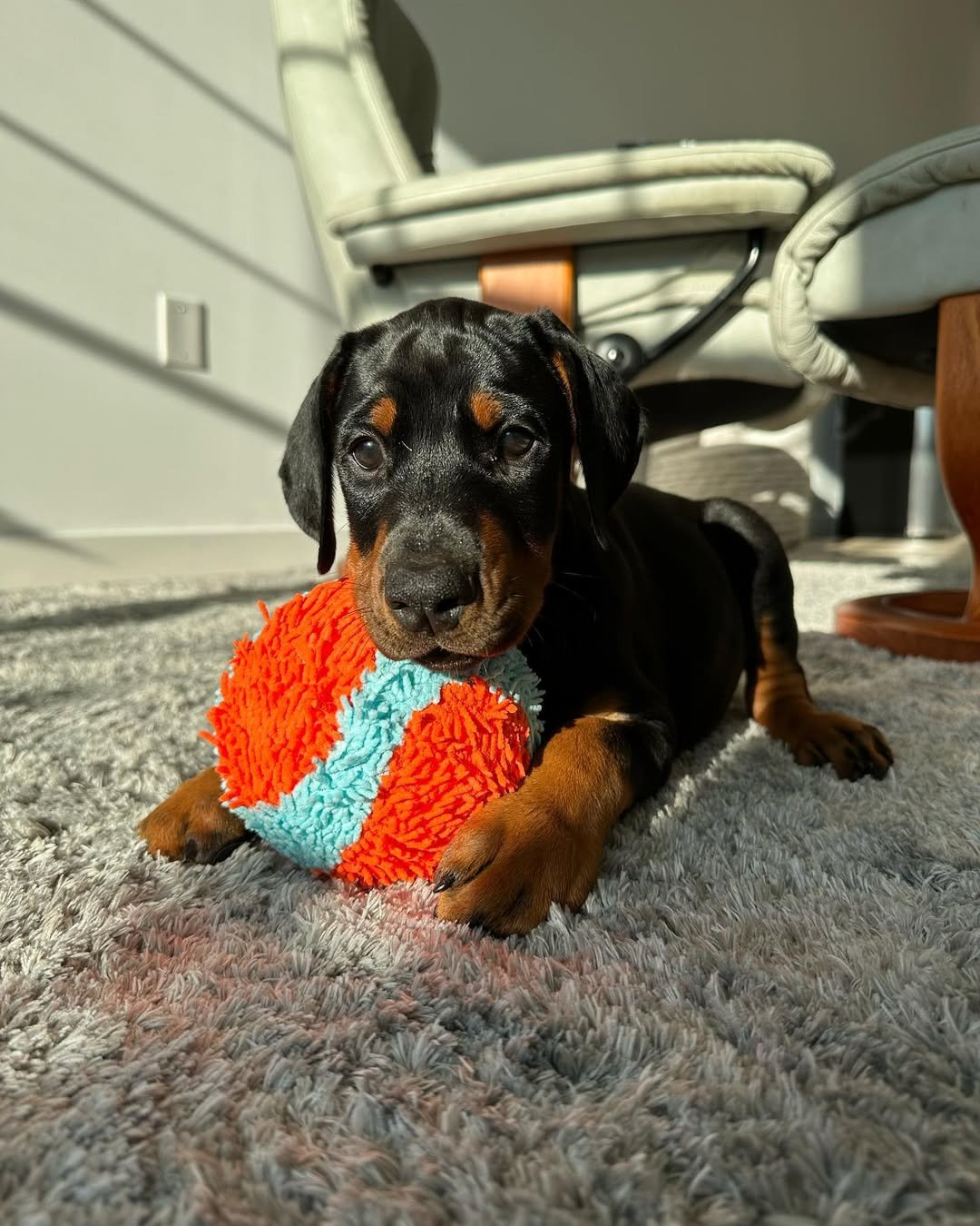 Poppi available female Doberman puppy