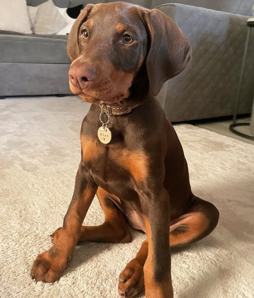 Cleo available female Doberman puppy