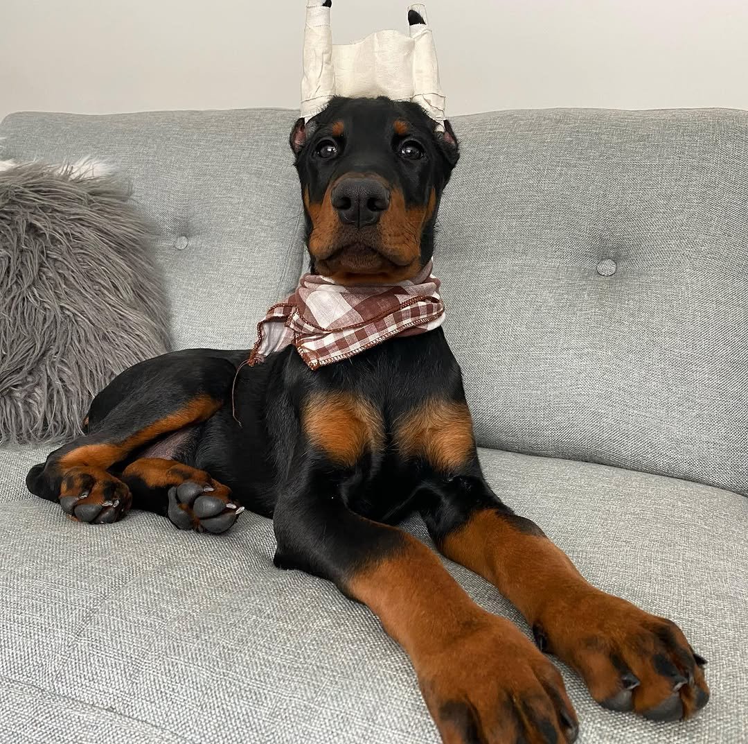 Boris available male Doberman puppy