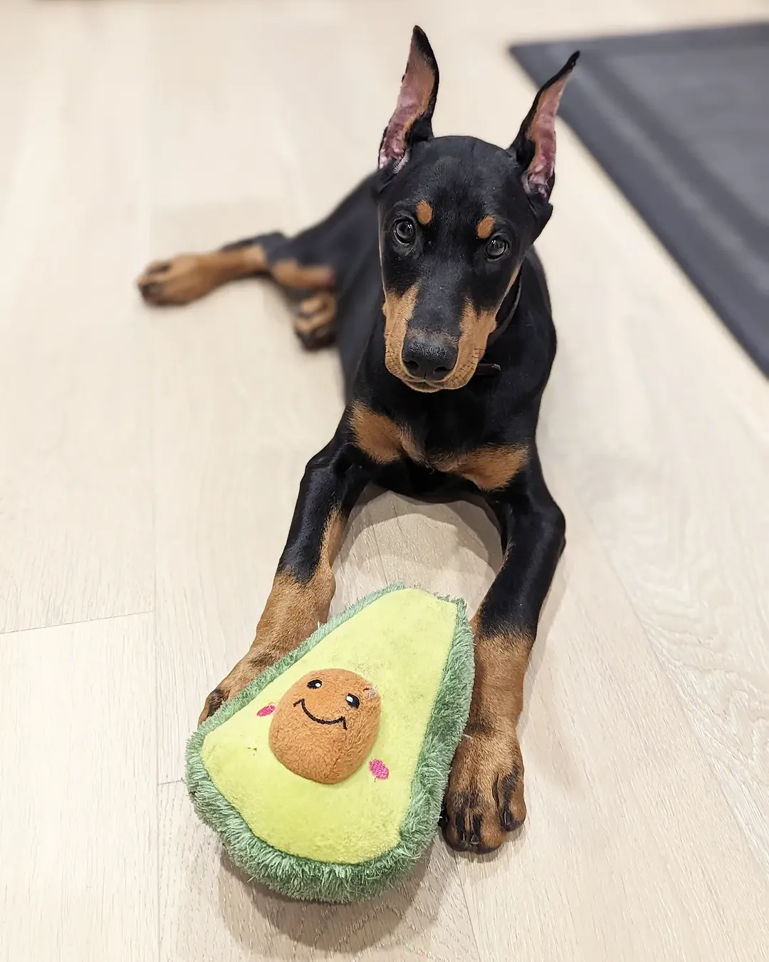 Carla available female Doberman puppy